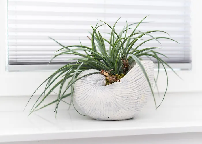 Kuestenfein 卡罗利嫩西尔